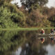 Photo of two canoes on the San Joaquin River near Fresno