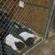 Photo of immigrant children in cages in 2014 when Barack Obama was president.
