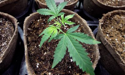 Photo of a marijuana plant