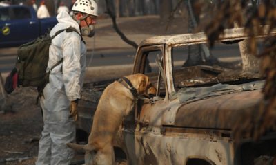 Photo of dog searching for human remains after the Camp Fire.