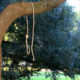 Photo of noose hanging from a tree