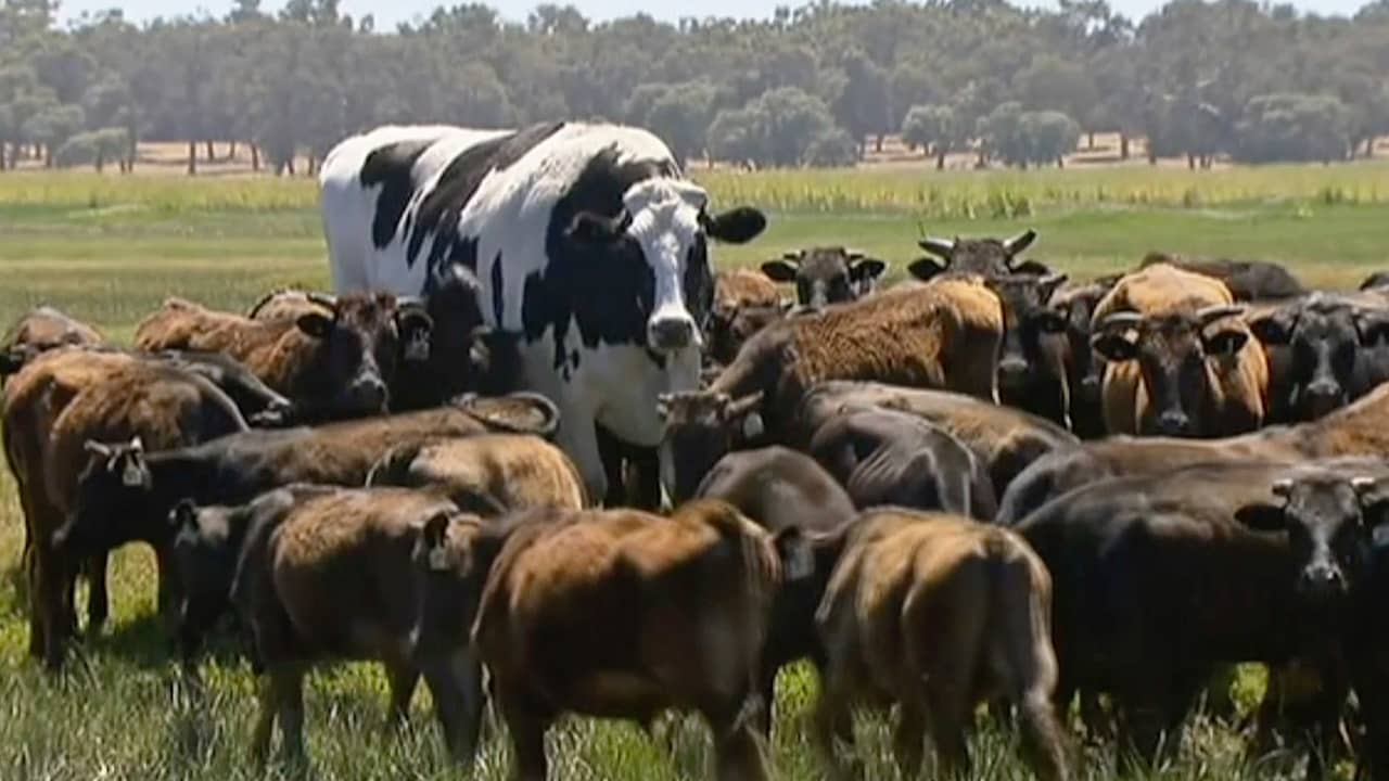 Photo of Knickers the steer