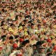 Photo of boy scouts saluting