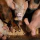 Photo of pigs eating from a trough