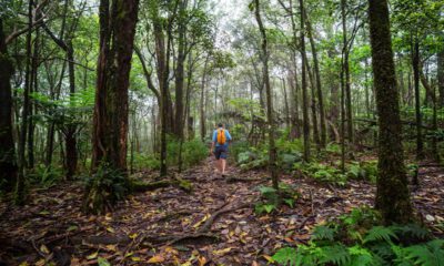 Photo of a forest in Hawaii