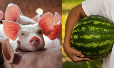 piglets and watermelon