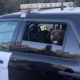 Photo of dog rescued by CHP – Placerville