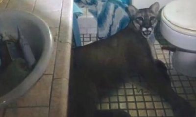 Photo of mountain lion laying on a bathroom floor