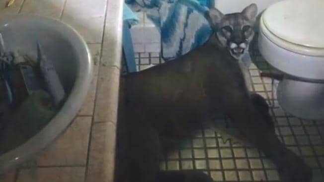 Photo of mountain lion laying on a bathroom floor