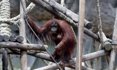 Photo of Sandra the orangutan