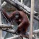 Photo of Sandra the orangutan