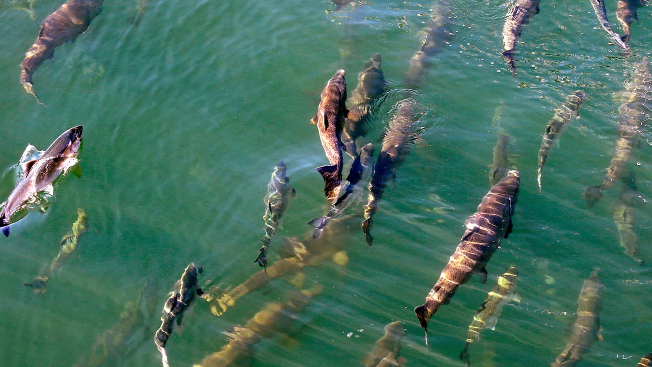 Photo of salmon swimming
