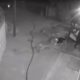 Photo of security camera footage showing a cat fending off three coyotes
