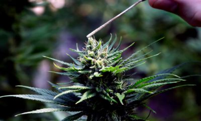 Photo of a hemp plant