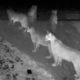 Photo of mountain lions
