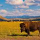 Photo of bison in Yellowstone National Park